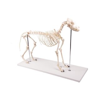 Squelette de chien en plastique