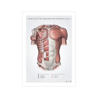 Muscles abdominaux et pectoraux superficiels - poster d'anatomie 50x70mm