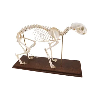 Véritable squelette de chat (Felis catus) avec articulations flexibles