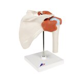 Modèle d'épaule flexible avec ligaments et surfaces articulaires colorées