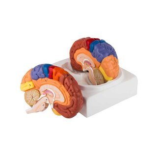 Modèle éducatif du cerveau coloré en deux parties
