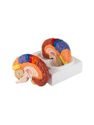 Modèle éducatif du cerveau coloré en deux parties