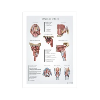 Affiche d'anatomie de la gorge et du pharynx 50x70 mm