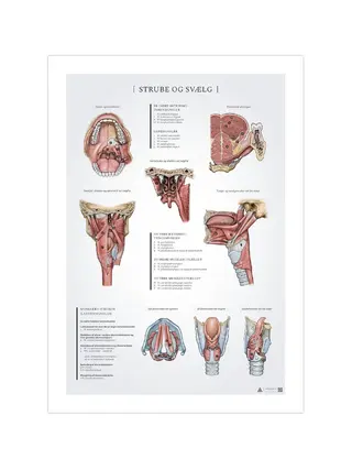 Affiche d'anatomie de la gorge et du pharynx 50x70 mm