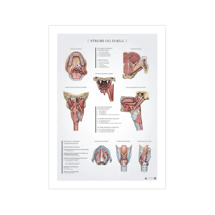 Affiche d'anatomie de la gorge et du pharynx 50x70 mm