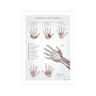 Affiche anatomique des muscles de la main 50x70 mm