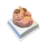 Modèle de cerveau en 8 parties sur support
