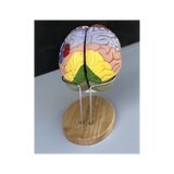 Grand modèle éducatif de cerveau avec couleurs, noms et en 5 parties sur le support