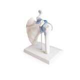 Articulation de l'épaule avec ligaments et support