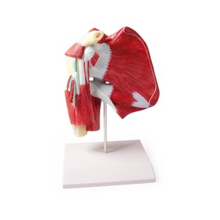 Modèle d'épaule avec muscles profonds