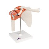 Modèle d'épaule flexible avec ligaments et surfaces articulaires colorées