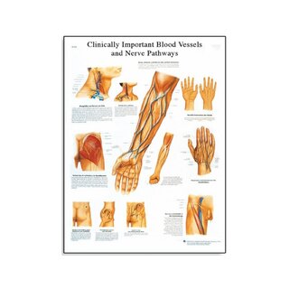 Vaisseaux sanguins et nerfs cliniquement importants
