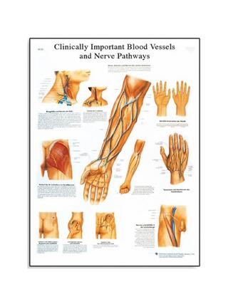 Vaisseaux sanguins et nerfs cliniquement importants