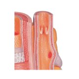 Microanatomie - artère et veine