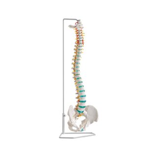 Modèle de colonne vertébrale flexible