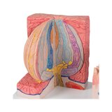 Microanatomie - langue