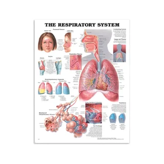 Affiche sur la respiration