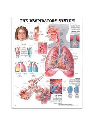 Affiche sur la respiration
