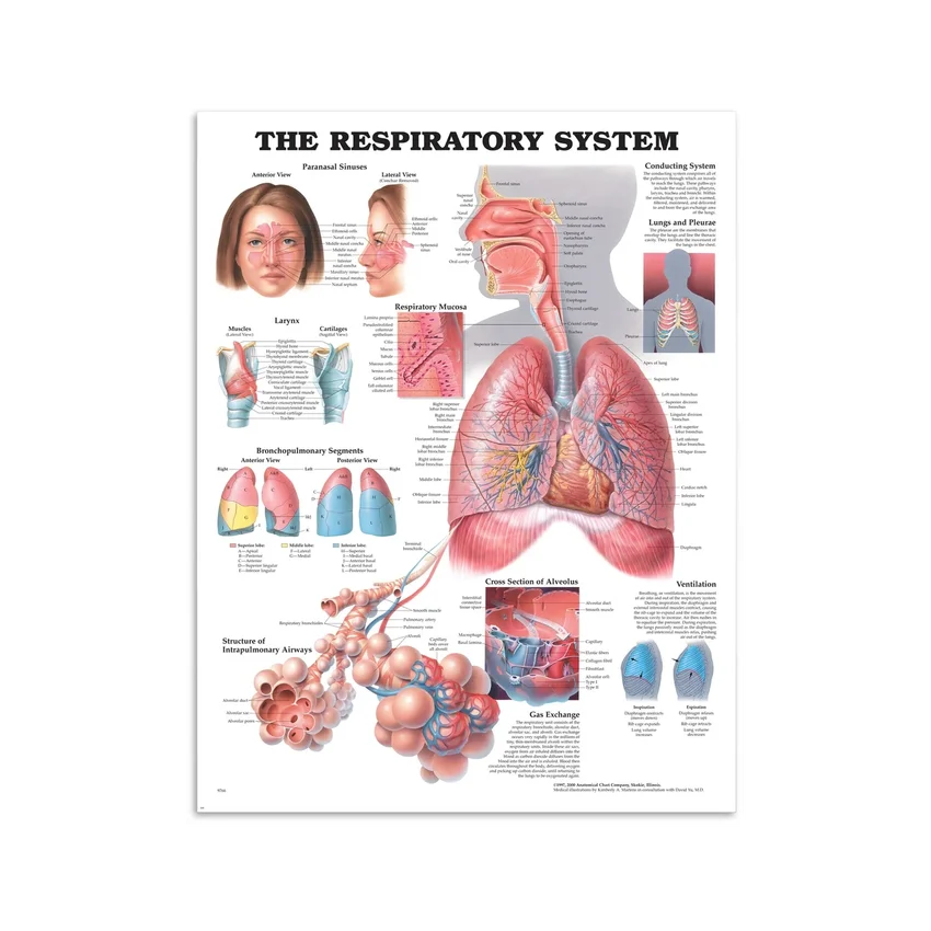 Affiche sur la respiration