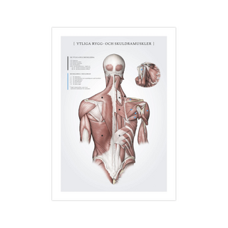 Affiche sur les muscles superficiels du dos et des épaules