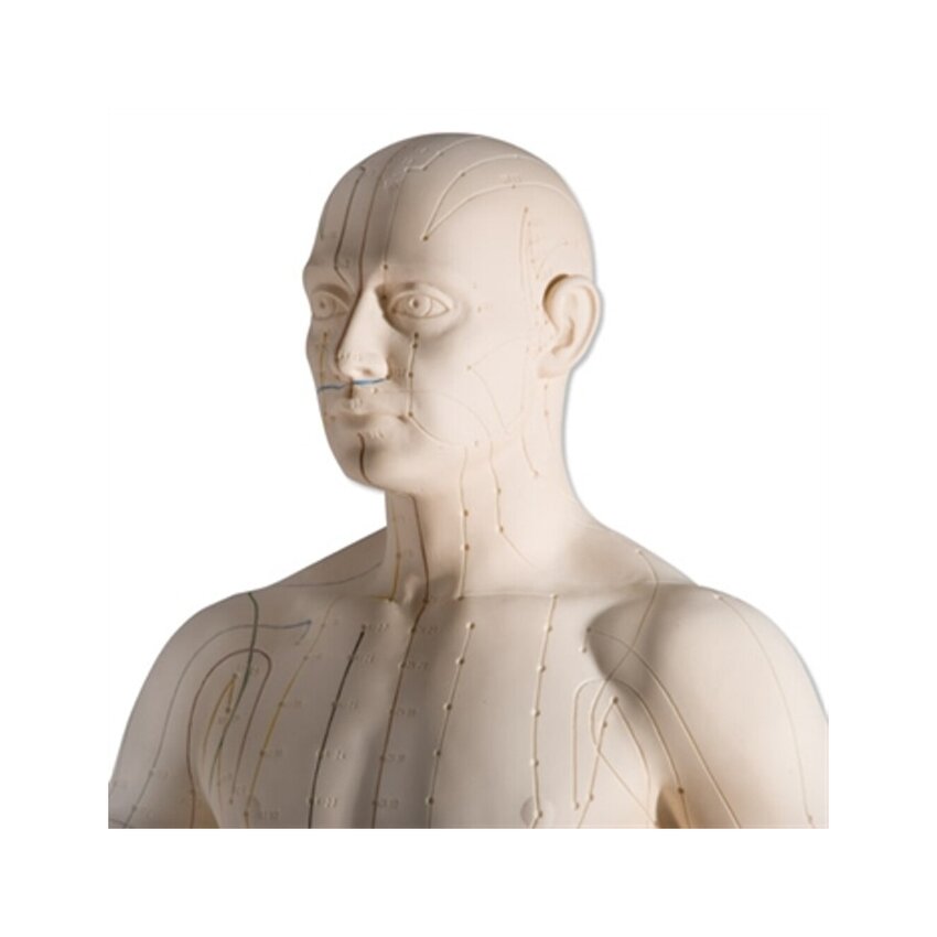 Modèle d'acupuncture 70 cm pour usage professionnel