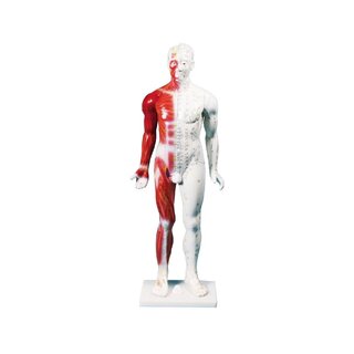 Figurine d'acupuncture chinoise, homme, 80 cm