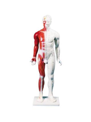 Figurine d'acupuncture chinoise, homme, 80 cm