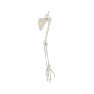 Squelette du bras avec ceinture scapulaire