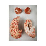 Cerveau en 8 parties avec artères dans la tête divisée