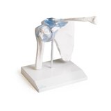 Articulation de l'épaule avec ligaments et support