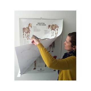 6 posters de chevaux au format flip over