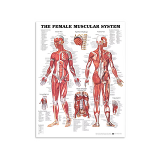 Muscles féminins - Affiche d'anatomie 51x66 cm