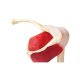 Modèle d'épaule avec muscles et ligaments