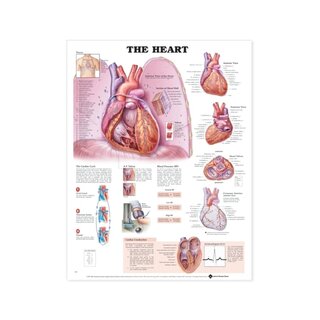 Affiche plastifiée Coeur en anglais
