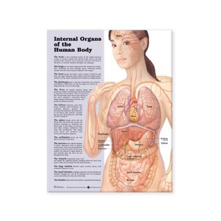 Affiche plastifiée sur les organes internes (anglais)