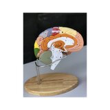 Grand modèle éducatif de cerveau avec couleurs, noms et en 5 parties sur le support