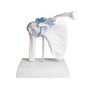 Articulation de l'épaule avec ligaments et support