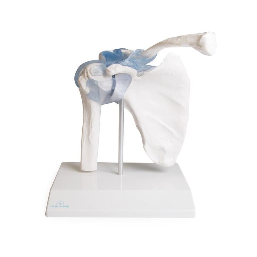 Articulation de l'épaule avec ligaments et support