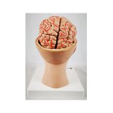 Cerveau en 8 parties avec artères dans la tête divisée