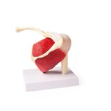 Modèle d'épaule avec muscles et ligaments