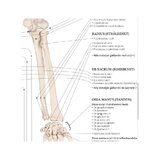 Anatomie du système musculo-squelettique suédois et latin