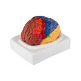 Modèle éducatif du cerveau coloré en deux parties