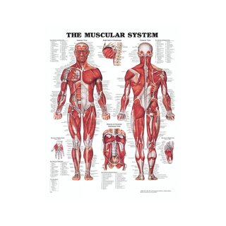 Planche d'anatomie - Muscles (Le système musculaire)