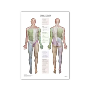 Dermatomes et zones d'innervation cutanée - affiche 50x70 cm