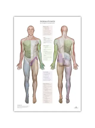 Dermatomes et zones d'innervation cutanée - affiche 50x70 cm