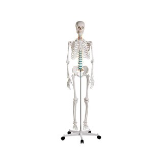 Modèle didactique de squelette humain