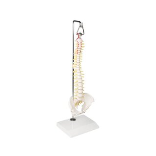 Colonne vertébrale miniature sur support suspendu