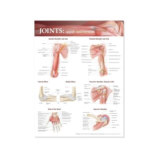 Affiche avec les articulations du membre supérieur en anglais