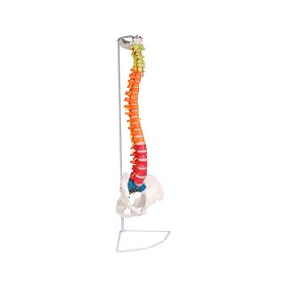 Didactique de la colonne vertébrale flexible
