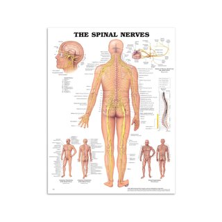 Anatomie - Nerfs spinaux